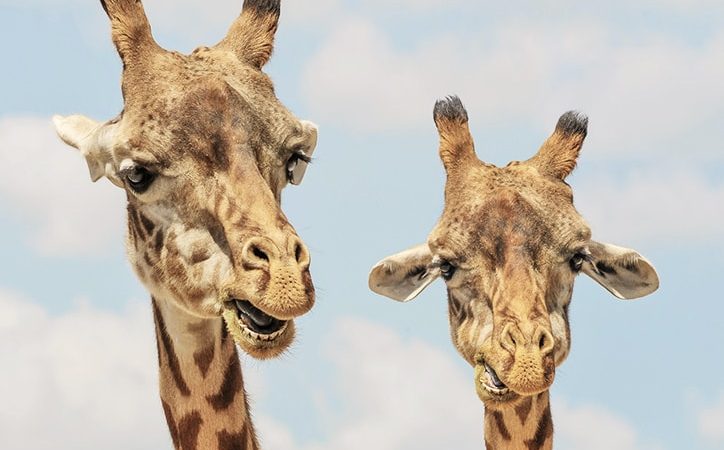 Quiz: What pet is right for you?