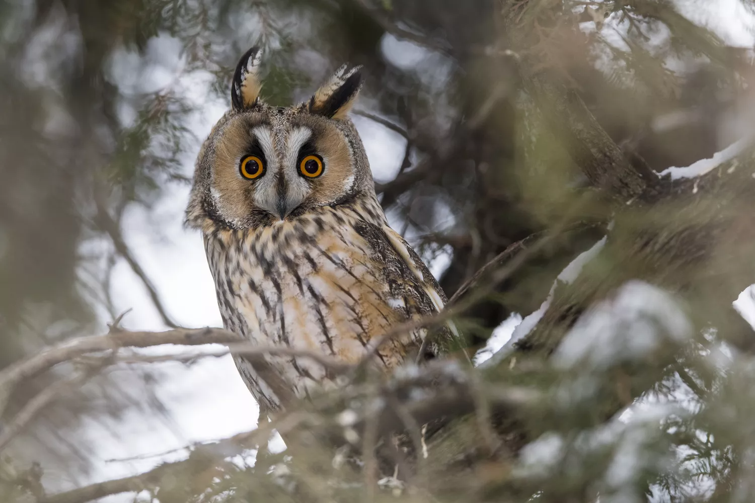 long-eared owl viewed through tree branches with ears slightly askew