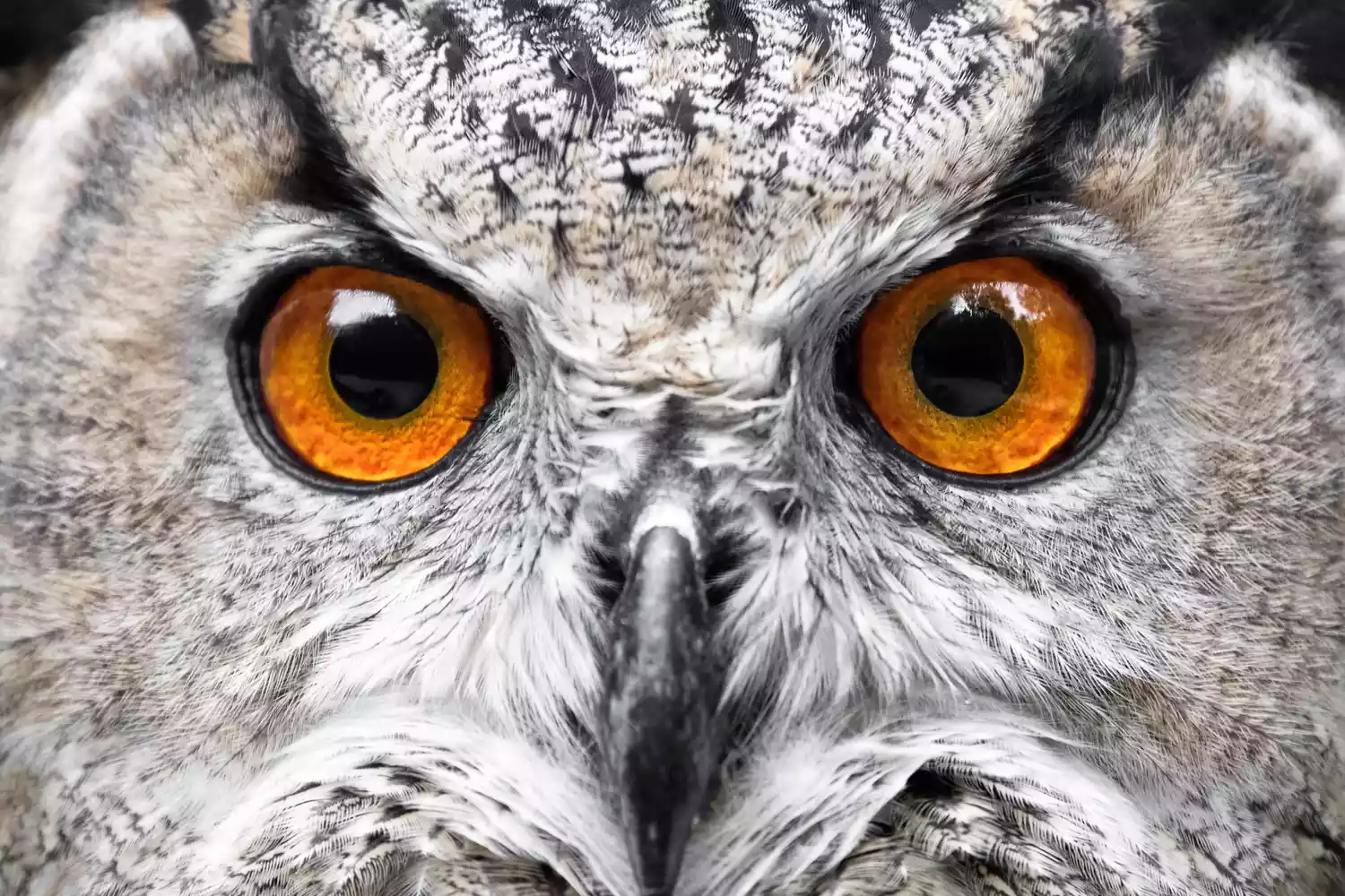 extreme close up of white owl face, showing huge bright orange eyes