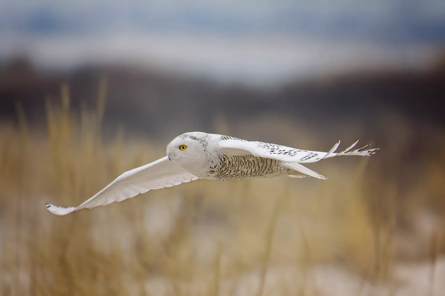 snow owl with wings spread wide gliding over tall grass