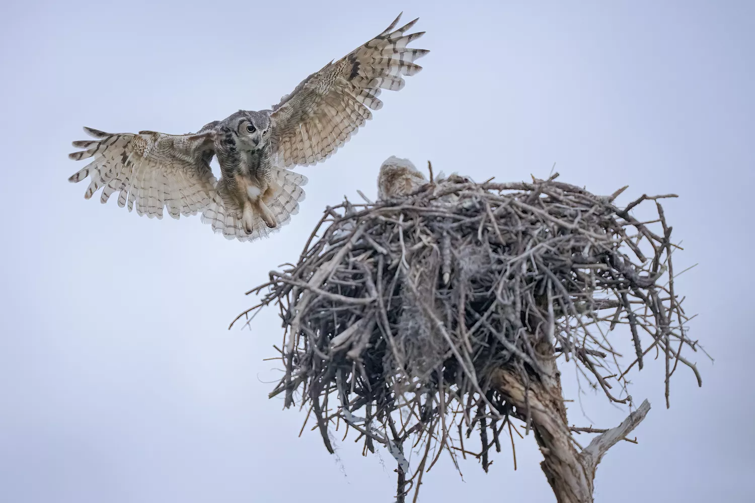 great horned owl mother