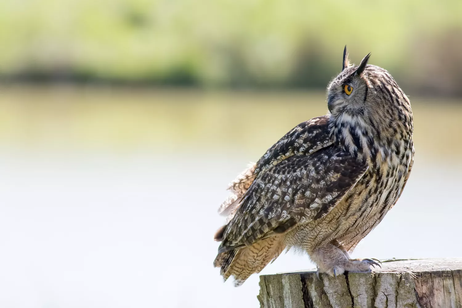 profile of brown eagle owl standing on stump with neck turned looking directly behind