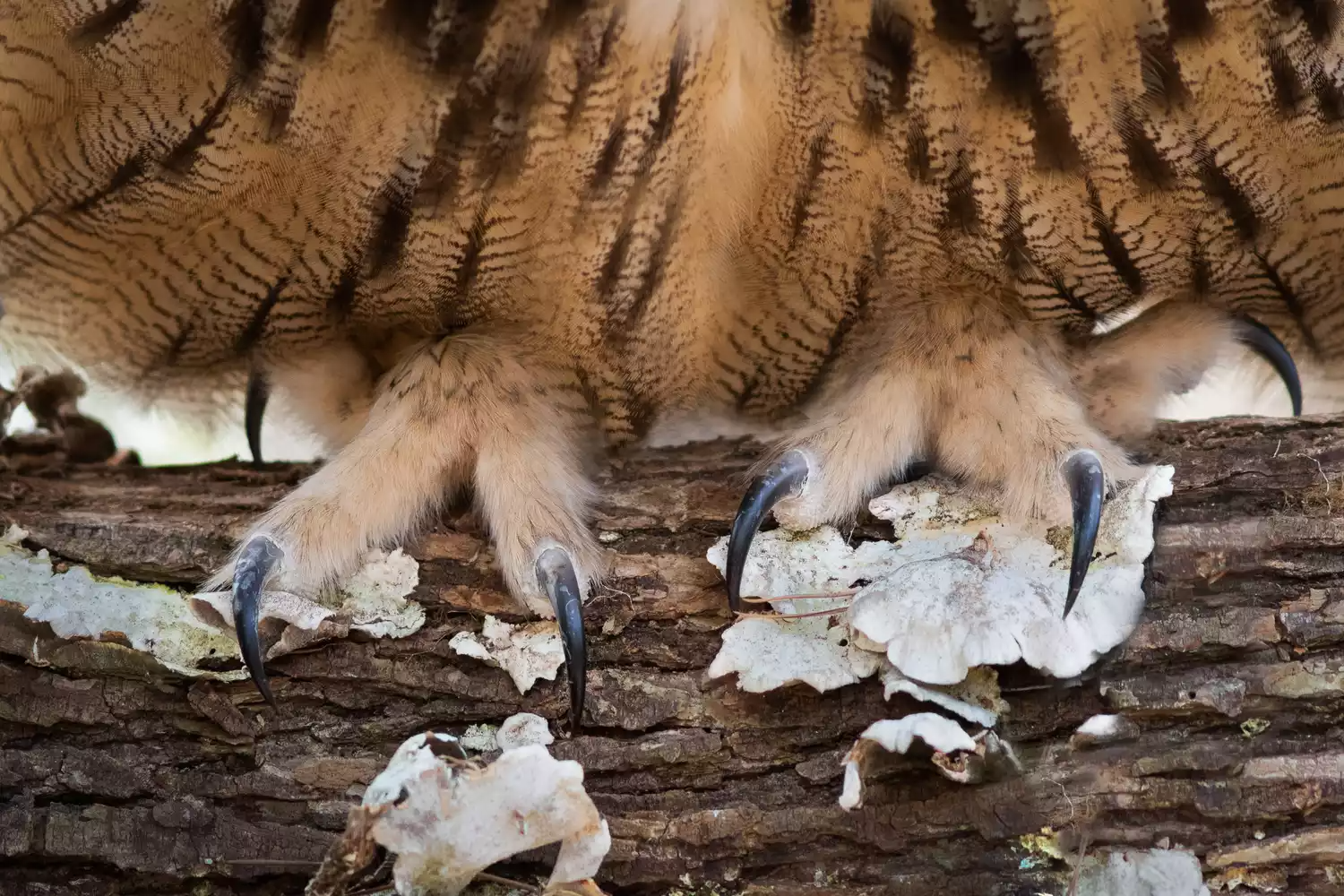 close up of owl's sharp claws gripping a wide log to stand