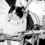 On this day in space! Oct. 18, 1963: France's Félicette Becomes the 1st Cat in Space! >^..^