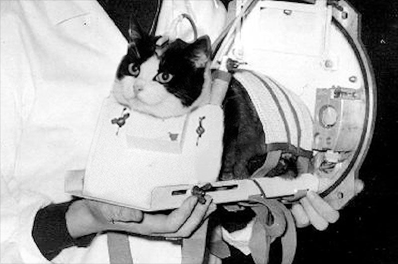 On this day in space! Oct. 18, 1963: France's Félicette Becomes the 1st Cat in Space! >^..^